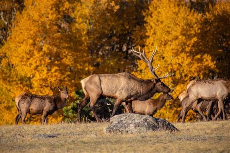 Part-time closures at Rocky Mountain National Park for elk mating season